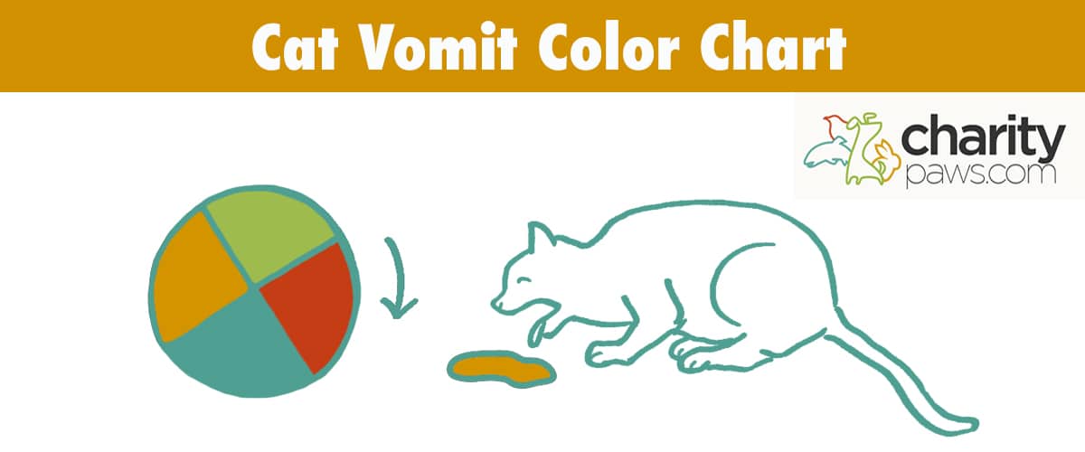 What Does Your Cat Vomit Color Means With Their Health