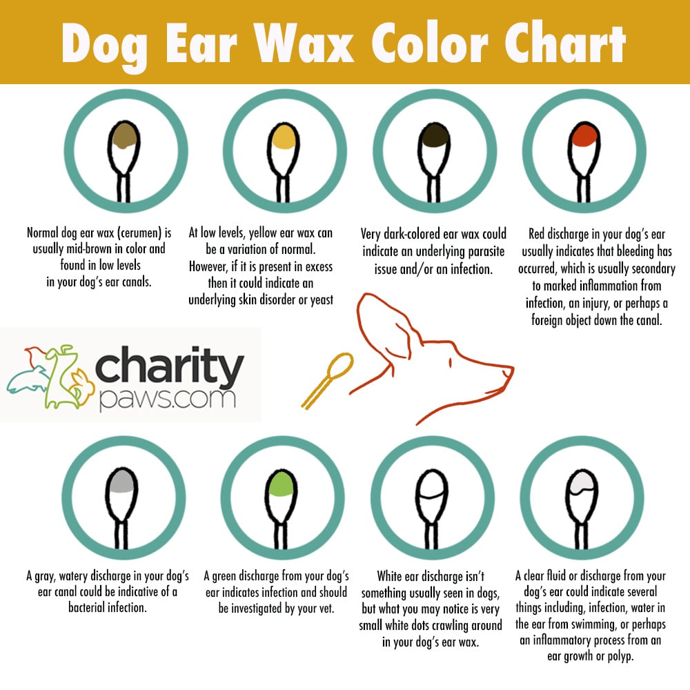 What Dog Ear Wax Colors Mean With Their Overall Health