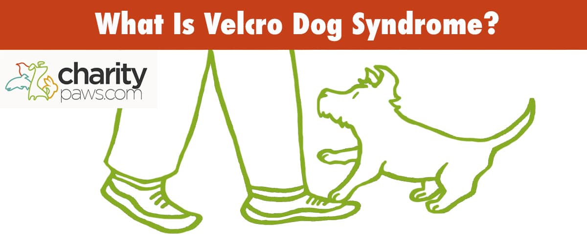 What Is Velcro Dog Syndrome
