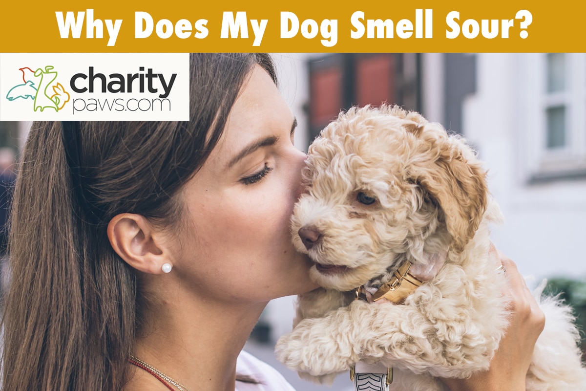 Why Does My Dog Smell Sour