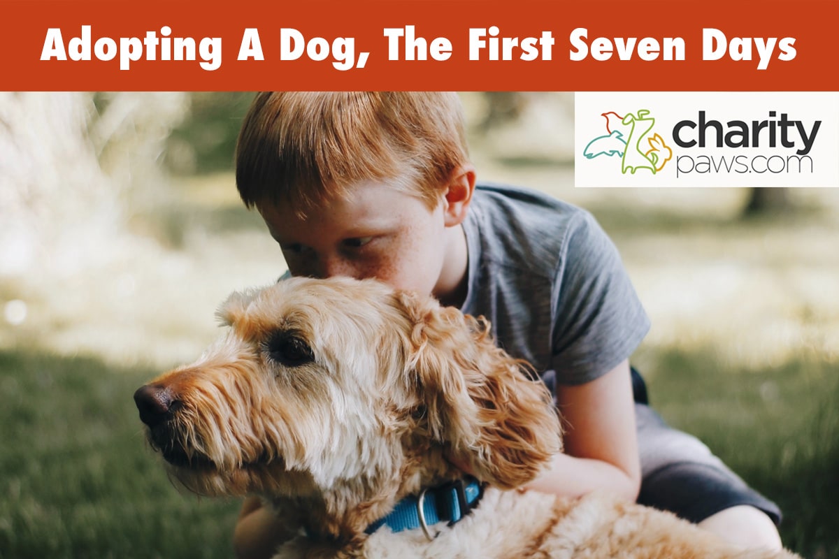 Adopting A Rescue Dog The First Seven Days