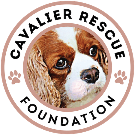 Cavalier Rescue Foundation In Arizona