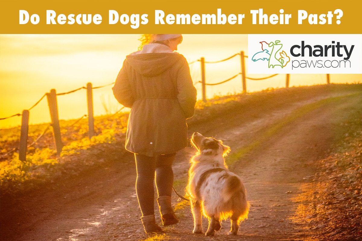 Do Rescue Dogs Remember Their Past