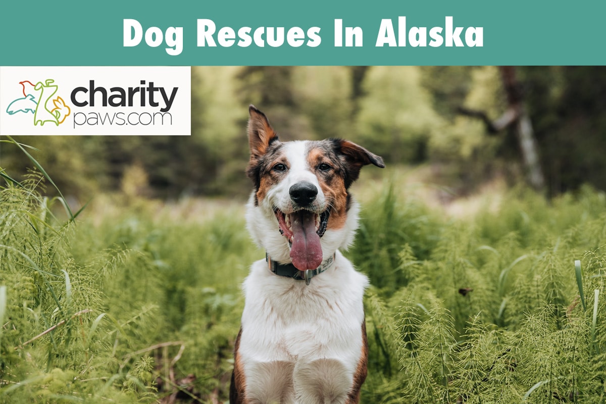 Dog Rescues In Alaska