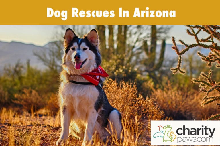 Dog Rescues In Arizona | 12 Groups To Adopt From In AZ
