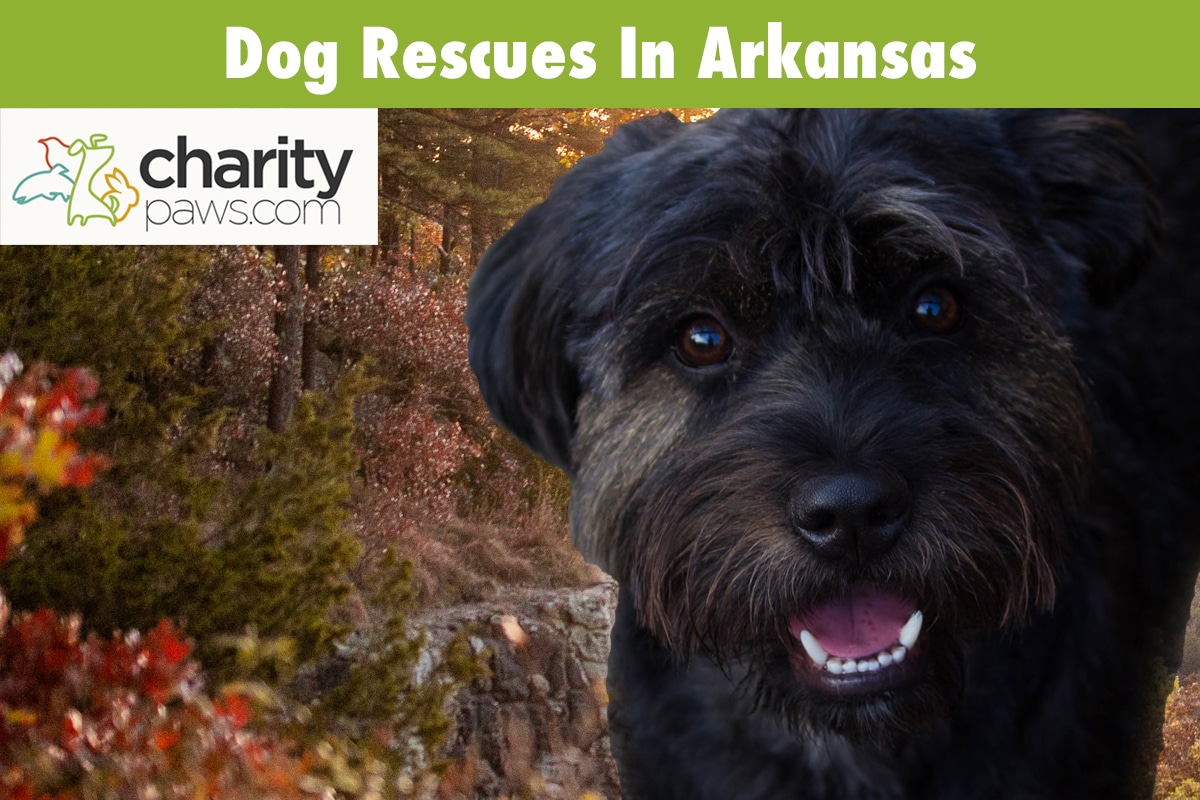 Dog Rescues In Arkansas