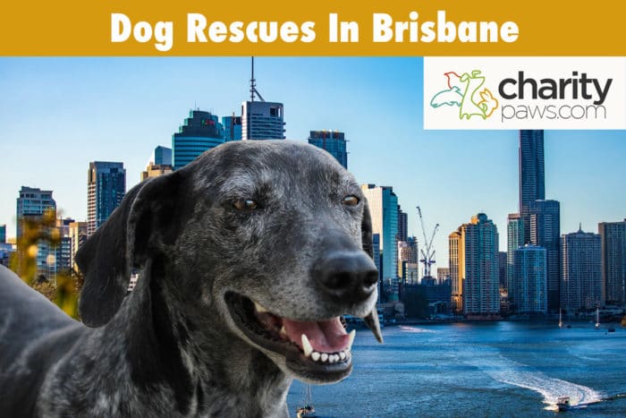 Dog Rescues In Brisbane Australia
