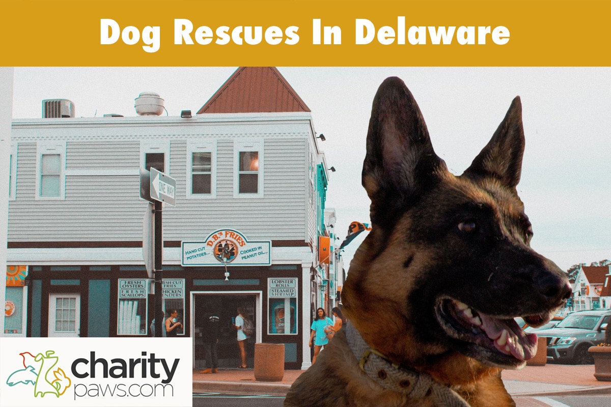 Dog Rescues In Delaware