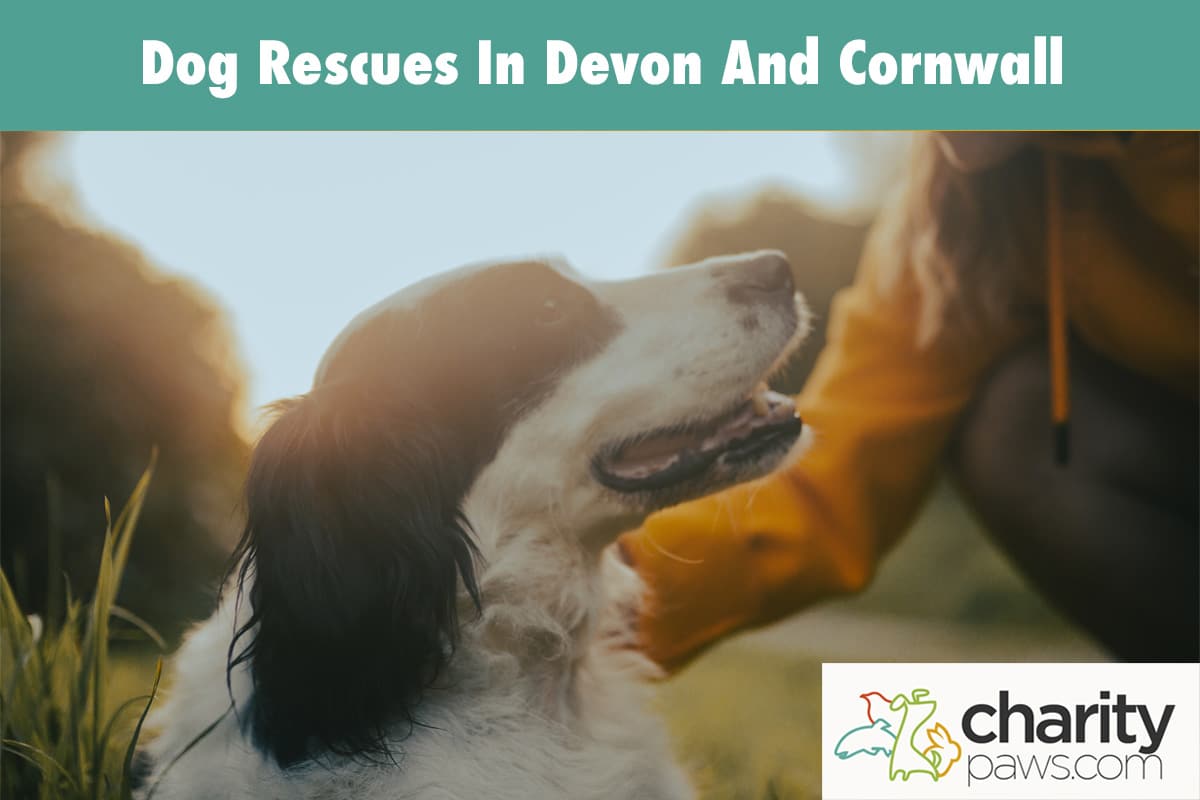Dog Rescues In Devon And Cornwall UK