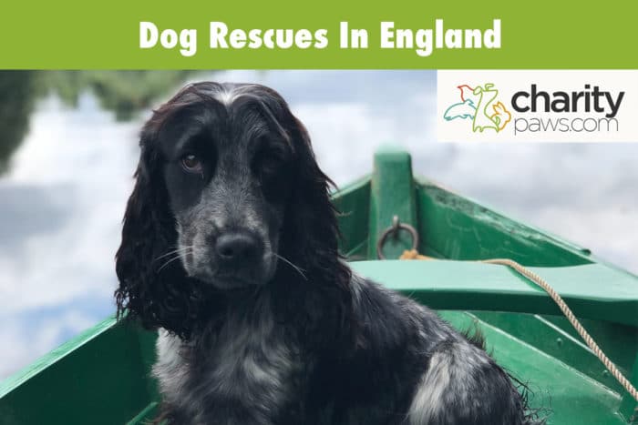 Dog Rescues In England United Kingdom