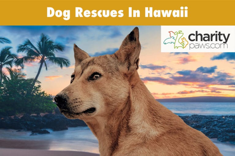 Dog Rescues In Hawaii 10 Rescues To Choose From In HI