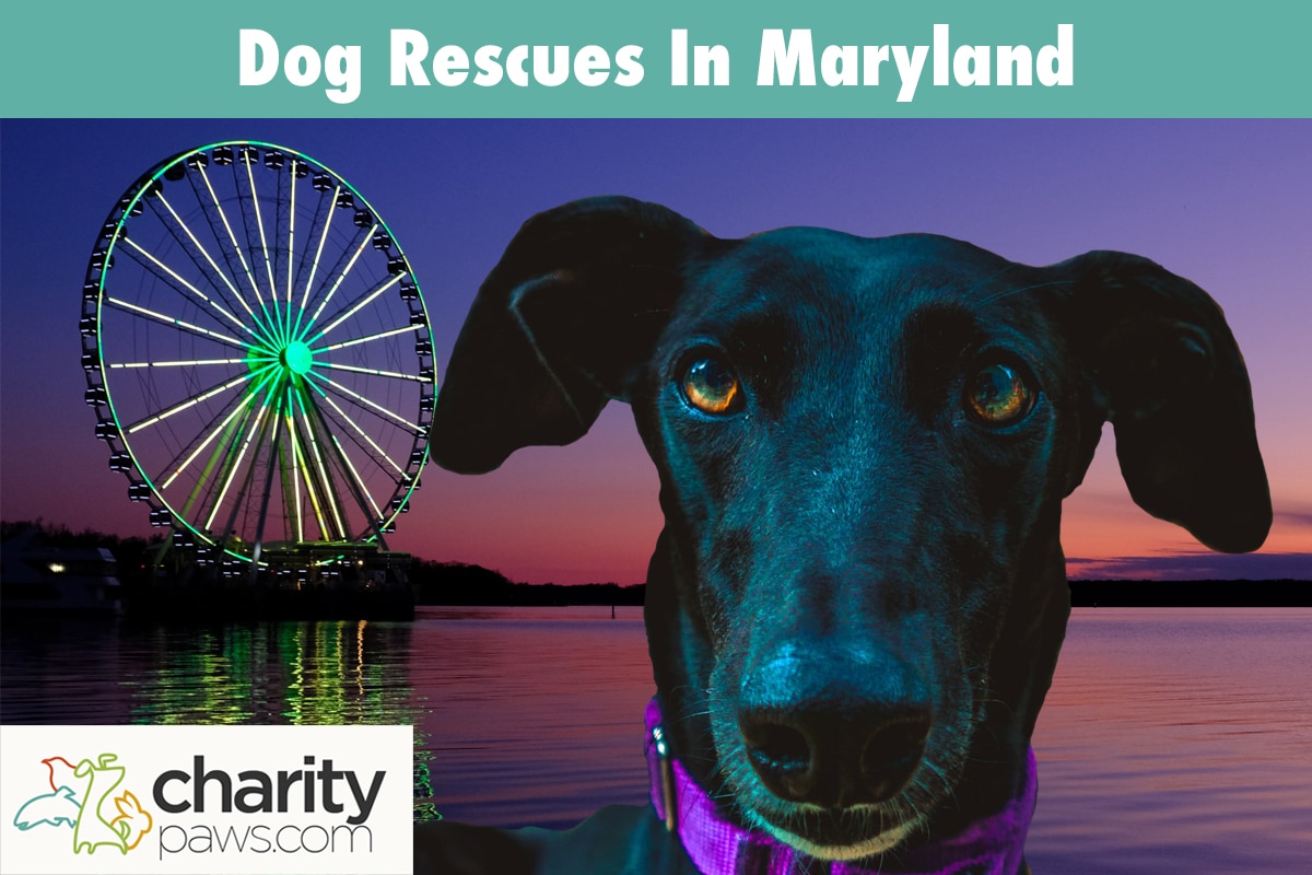 Dog Rescues In Maryland