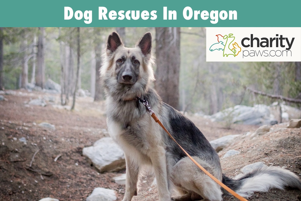 Dog Rescues In Oregon