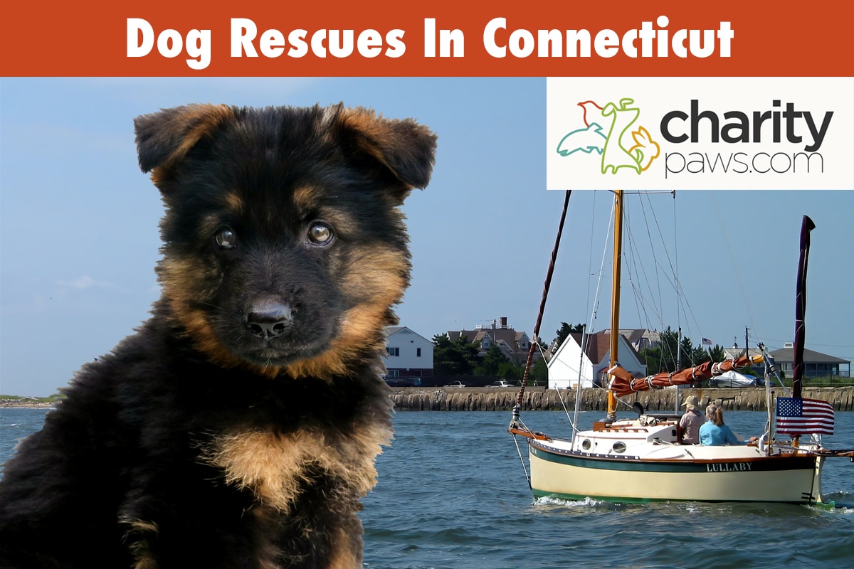 Dog Rescues in Connecticut