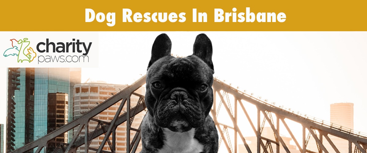 Find A Dog Rescue In Brisbane Australia To Adopt From