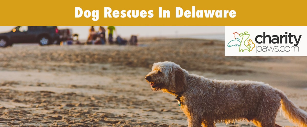 Find A Dog Rescue In Delaware To Adopt A Dog From