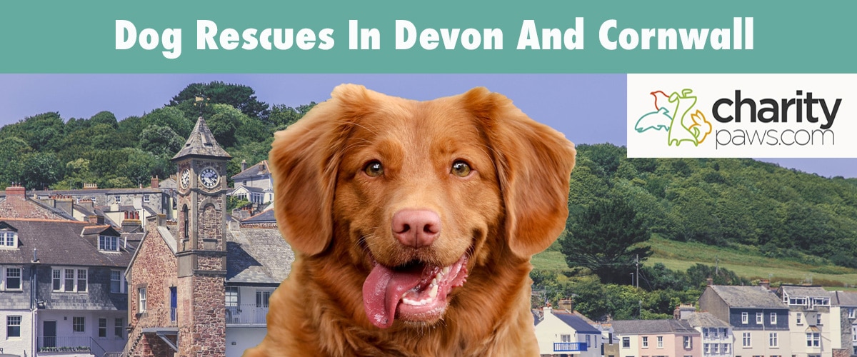 Find A Dog Rescue In Devon And Cornwall United Kingdom To Adopt A Dog From