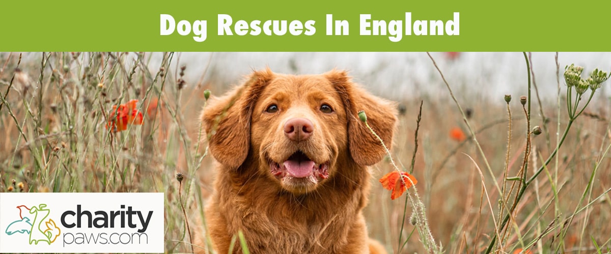 Find A Dog Rescue In England United Kingdom To Adopt A Dog From