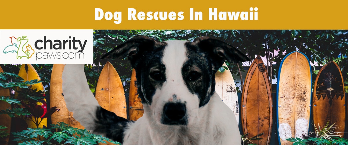 Find A Dog Rescue In Hawaii To Adopt From