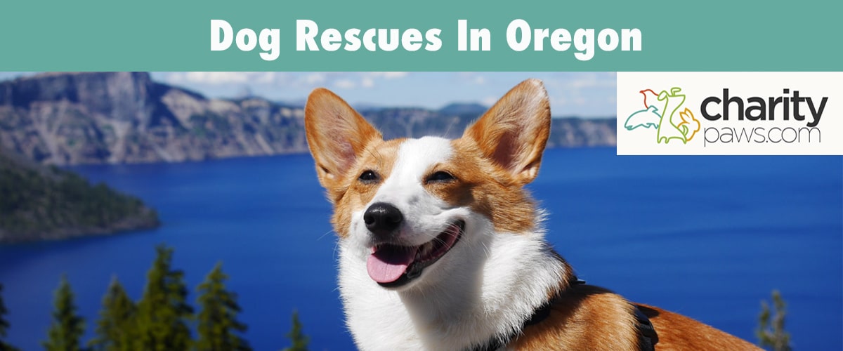 Find A Dog Rescue In Oregon To Adopt A Dog From