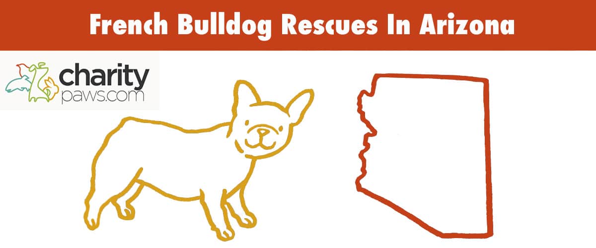 Find A French Bulldog Rescue In Arizona To Adopt From