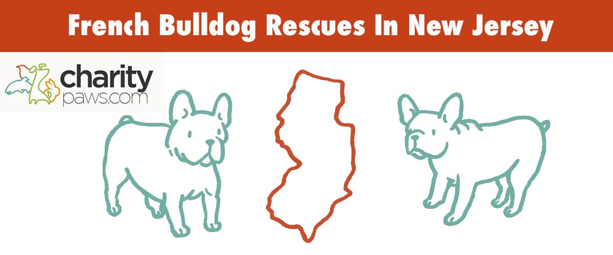 Find A French Bulldog Rescue In New Jersey To Adopt From