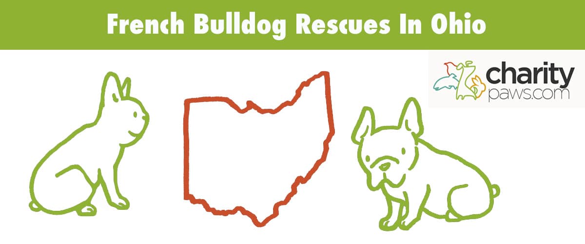 Find A French Bulldog Rescue In Ohio To Adopt From