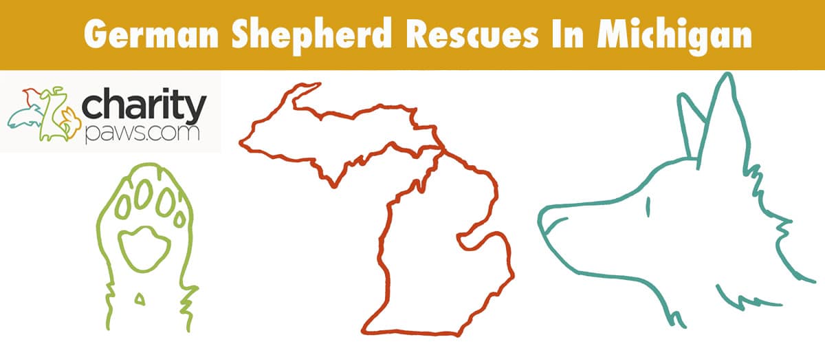 Find A German Shepherd Rescue In Michigan To Adopt From