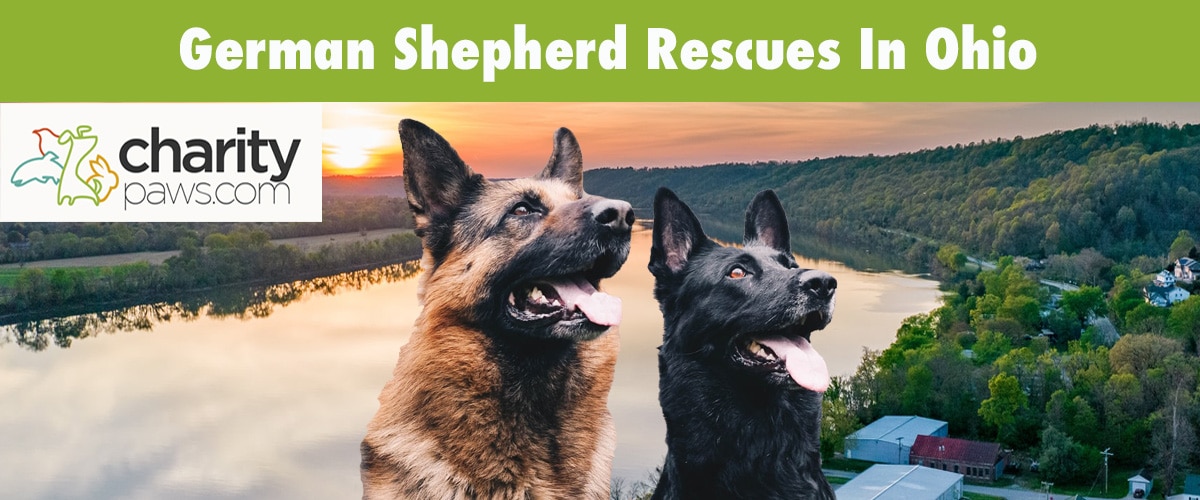 Find A German Shepherd Rescue In Ohio To Adopt From