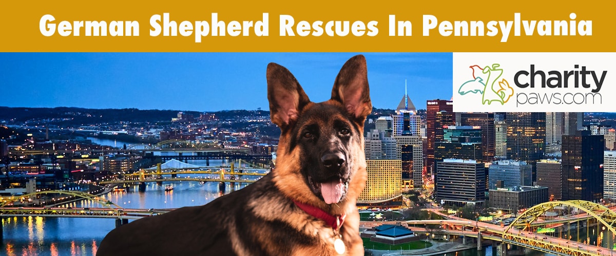 Find A German Shepherd Rescue In Pennsylvania To Adopt From