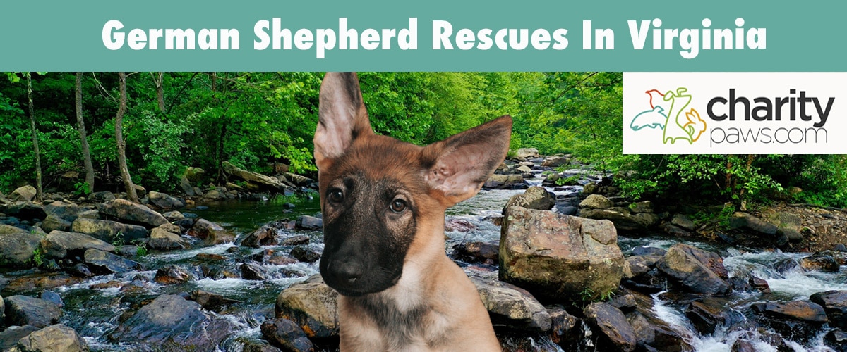 Find A German Shepherd Rescue In Virginia To Adopt A Dog From