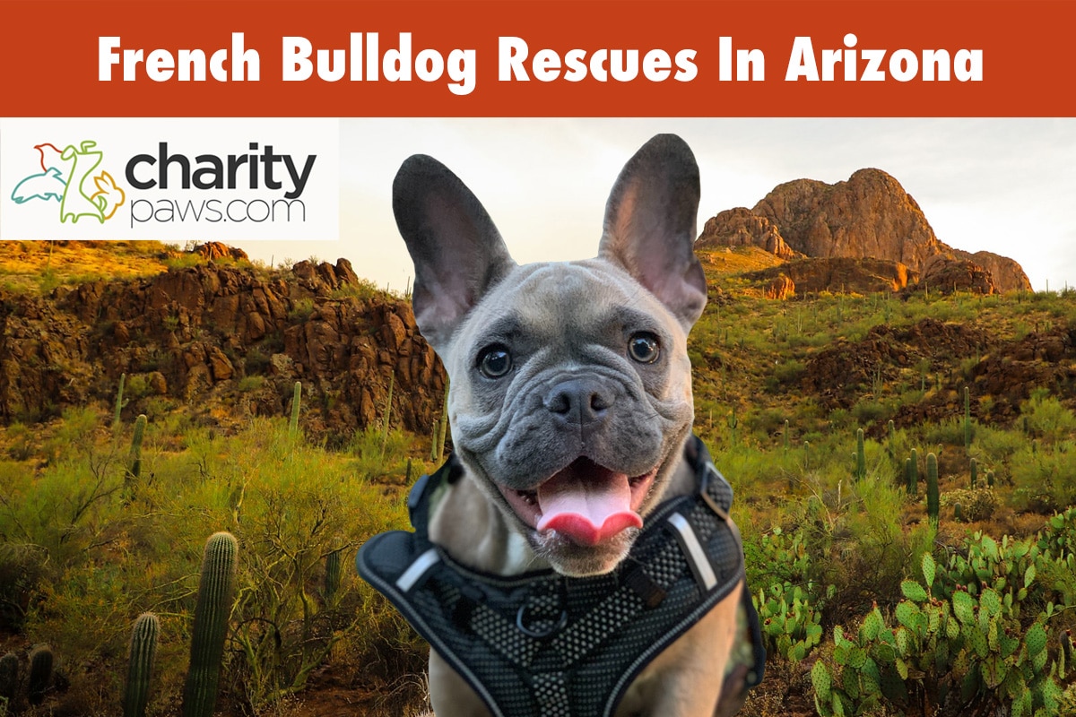French Bulldog Rescues In Arizona