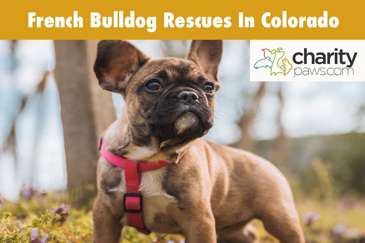 French Bulldog Rescues In Colorado