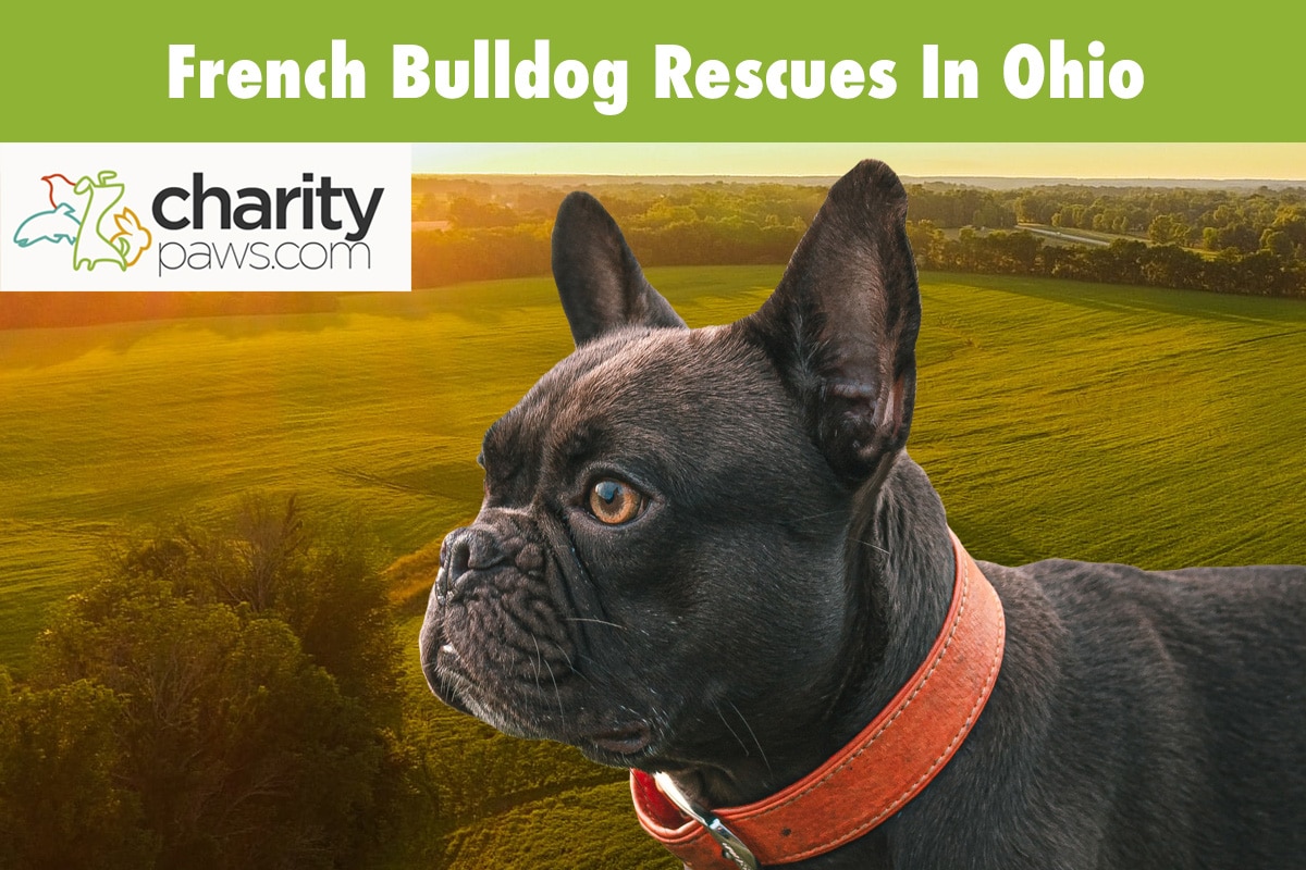 French Bulldog Rescues In Ohio