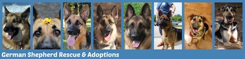 German Shepherd Rescue and Adoptions