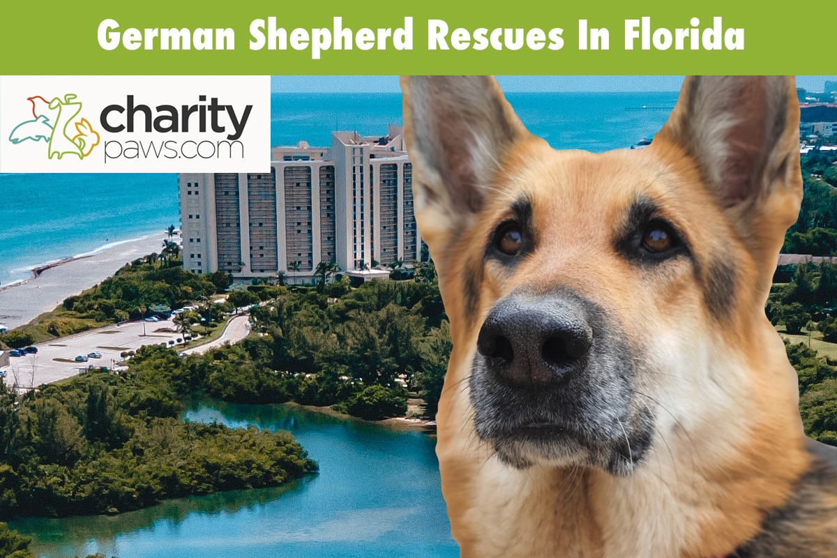 German Shepherd Rescues In Florida
