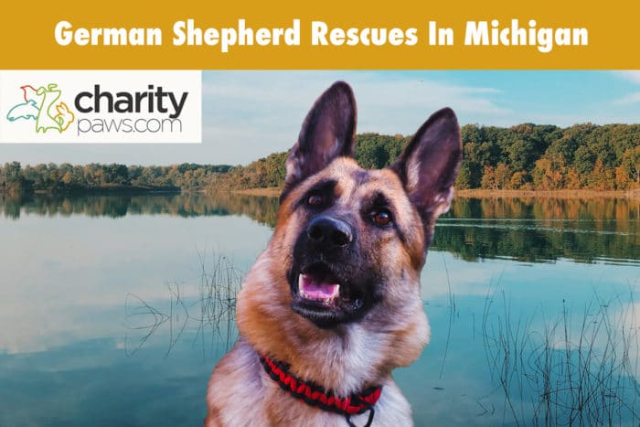 German Shepherd Rescues In Michigan
