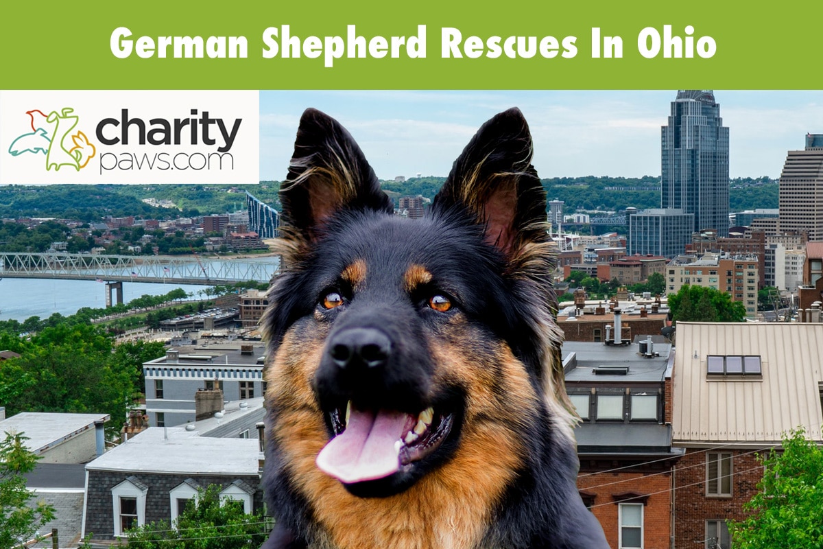 German Shepherd Rescues In Ohio
