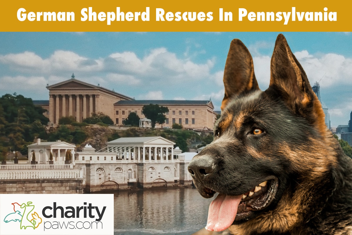 German Shepherd Rescues In Pennsylvania
