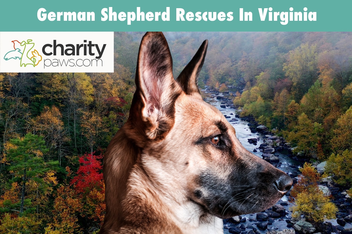 German Shepherd Rescues In Virginia