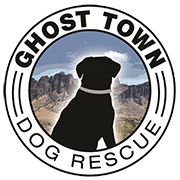 Ghost Town Dog Rescue In Arizona
