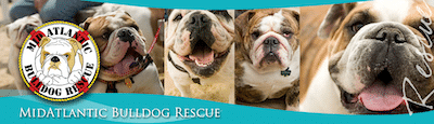 Mid-Atlantic Bulldog Rescue