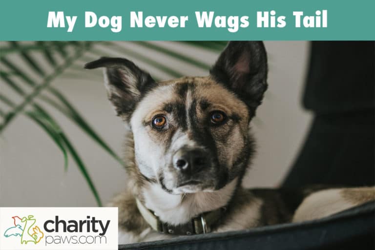 My Dog Never Wags His Tail 7 Possible Reasons Why