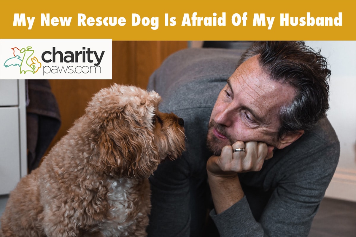 My New Rescue Dog Is Afraid Of My Husband