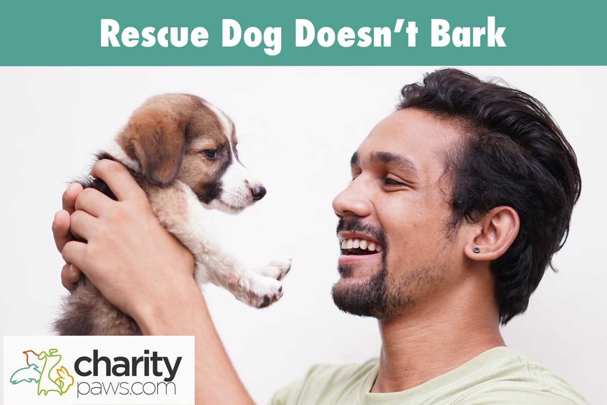 My Rescue Dog Does Not Bark