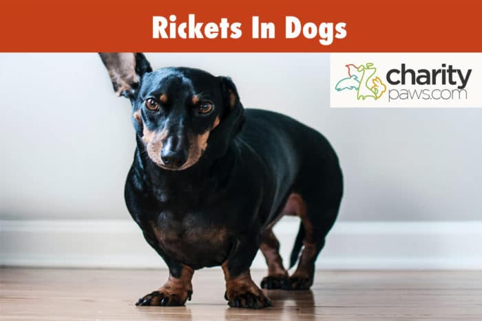 Rickets In Dogs | What Is It, Causes, Symptoms, & Treatment