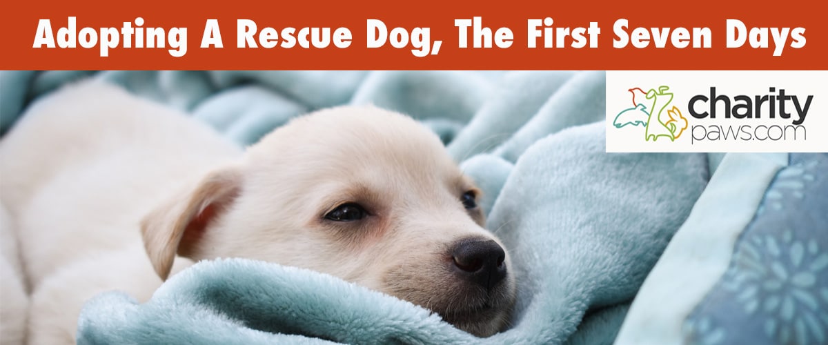 Adopting a rescue dog the first seven days