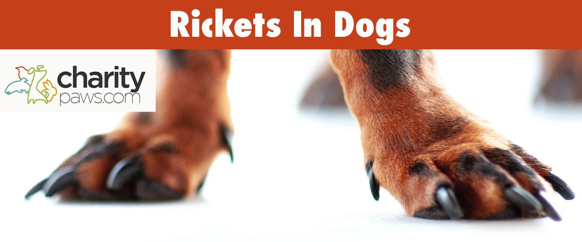 What Is Rickets In Puppies