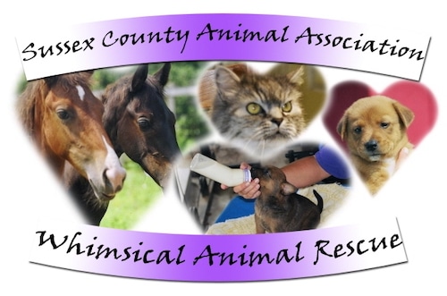 Whimsical Animal Rescue In Delaware