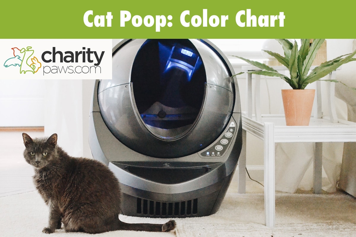 Cat Poop Color Chart - Our Guide To Your Cats Poo Color